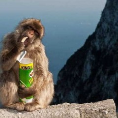 Macacos usam maquinas automáticas para comprar comida.